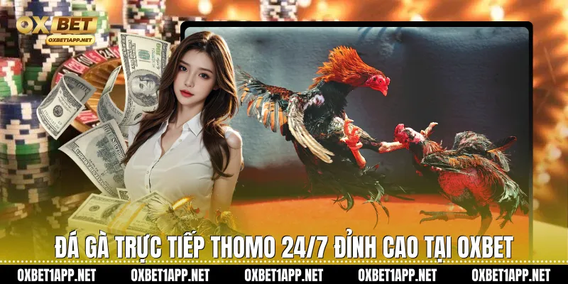 Đá Gà Trực Tiếp Thomo 24/7